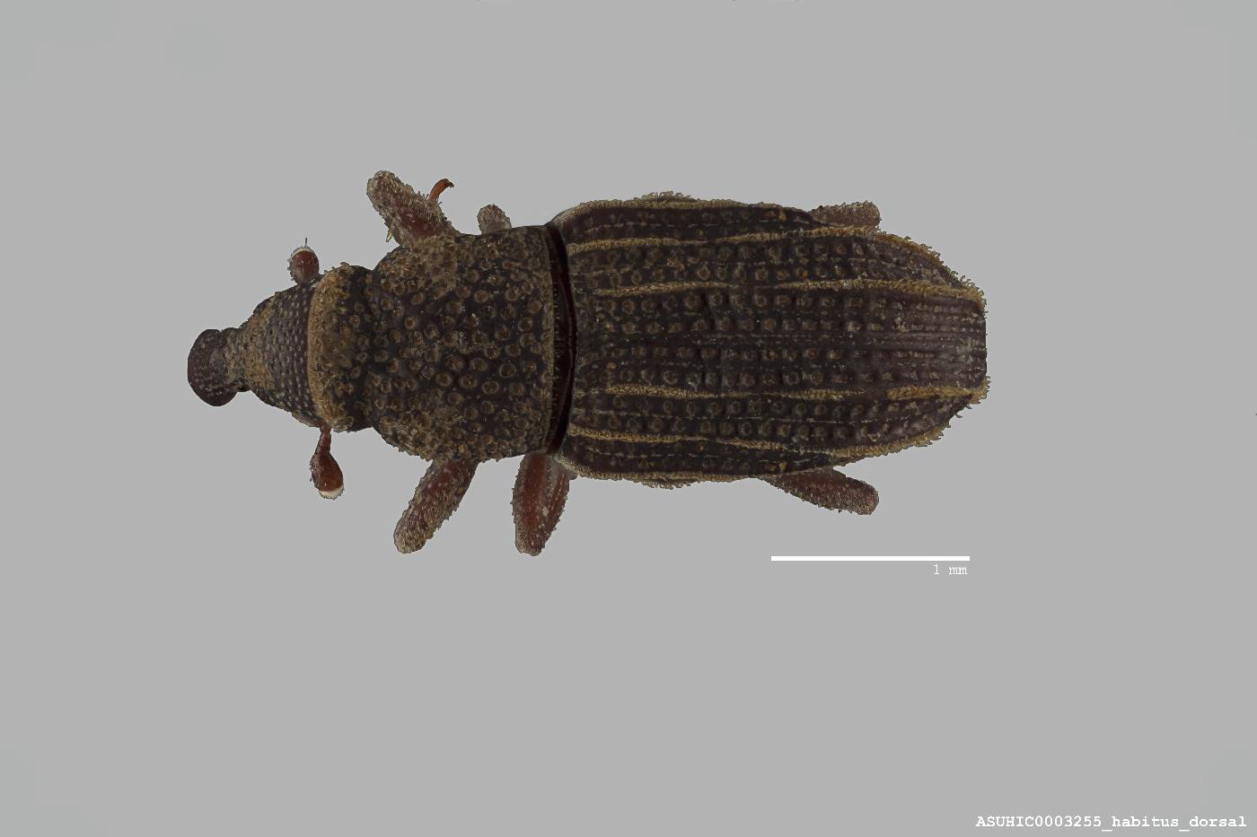 Dryophthorus insignis image