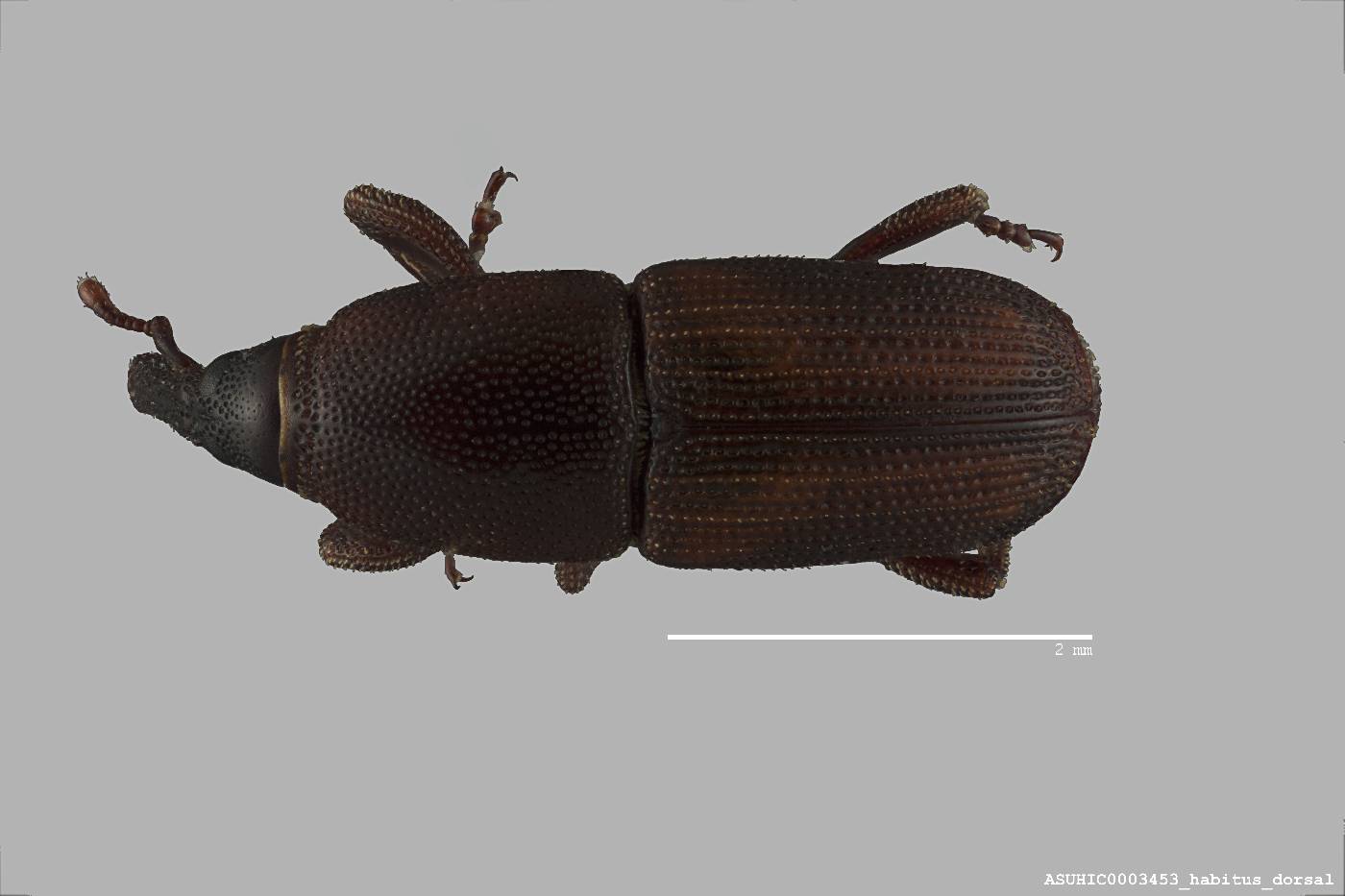 Sitophilus linearis image