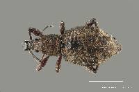 Image of Synthlibonotus scapha