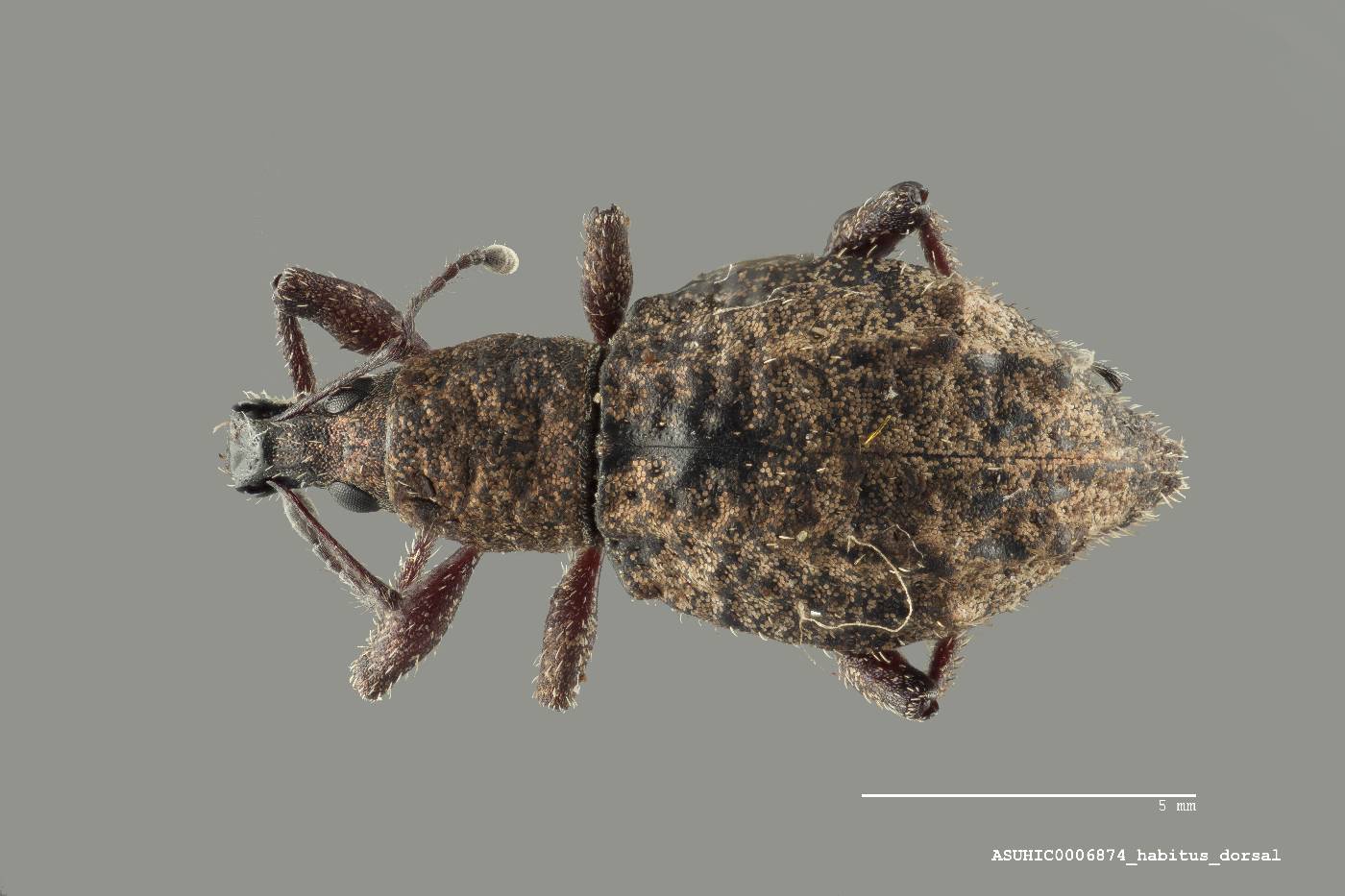 Synthlibonotus scapha image