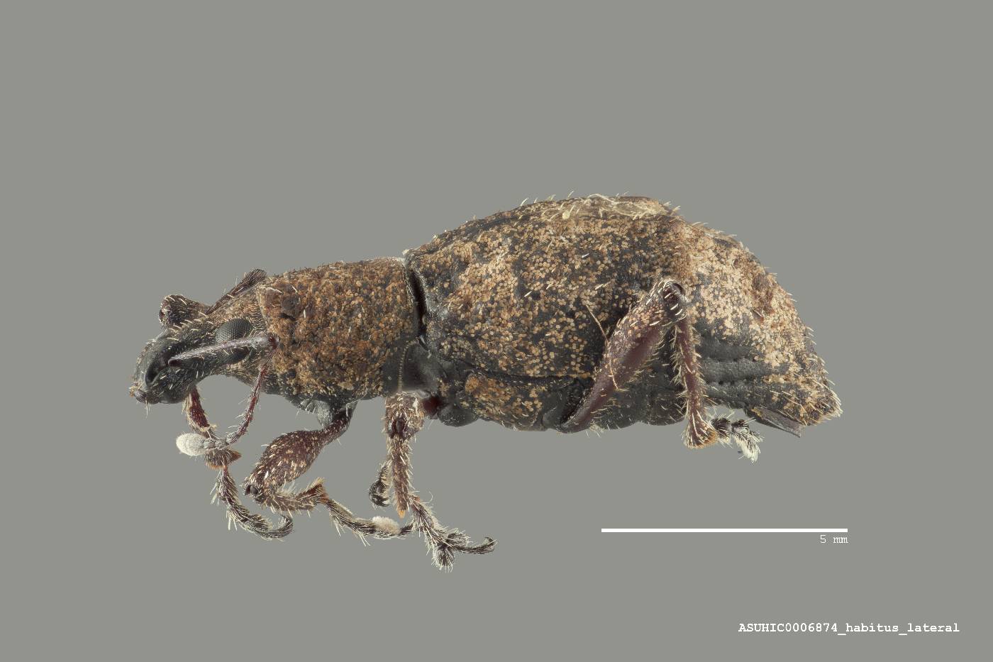 Synthlibonotus image