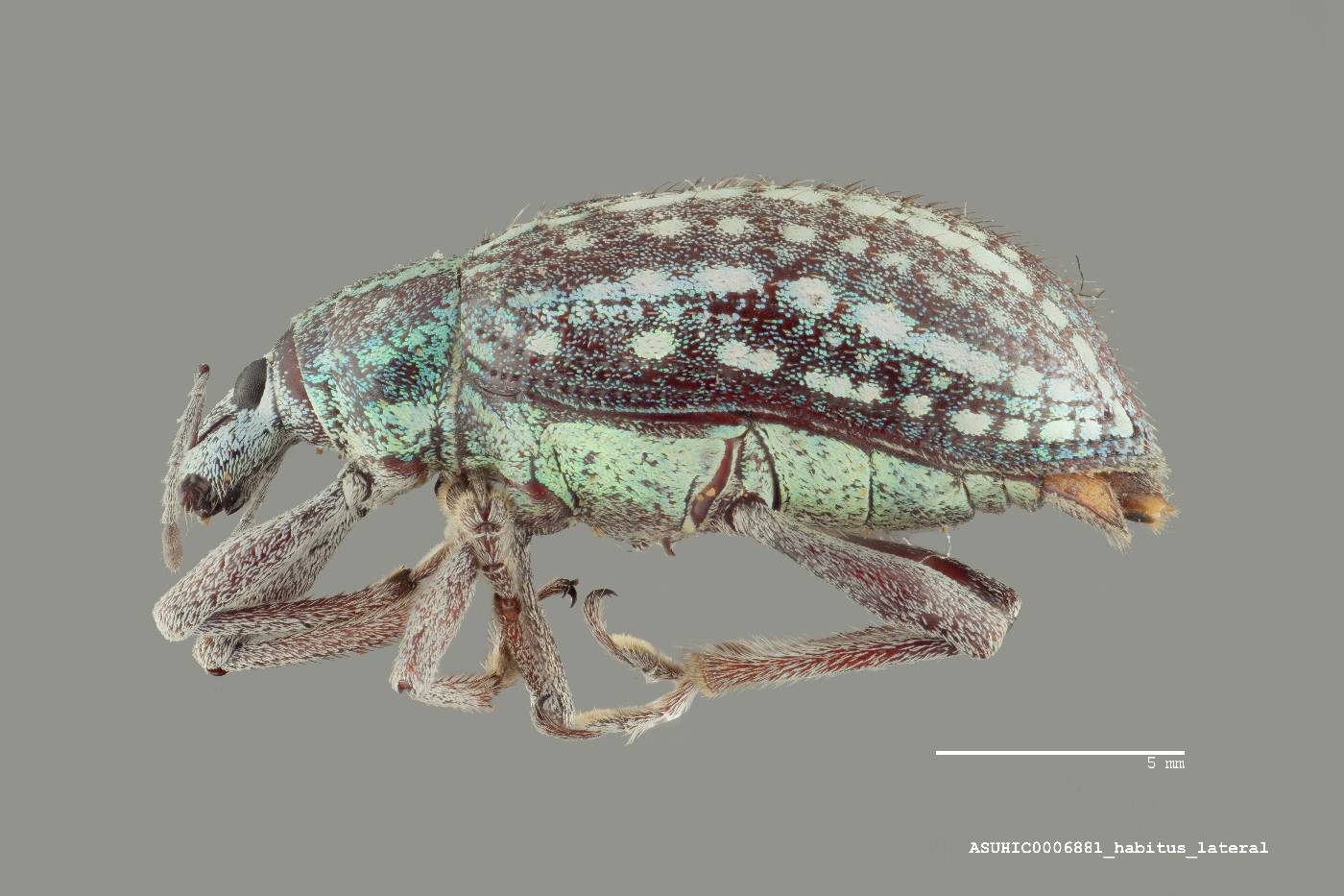 Lachnopus mundus image