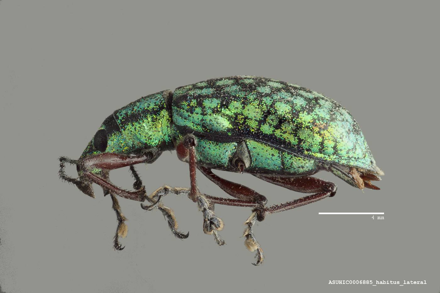 Chauliopleurus viridisquamans image