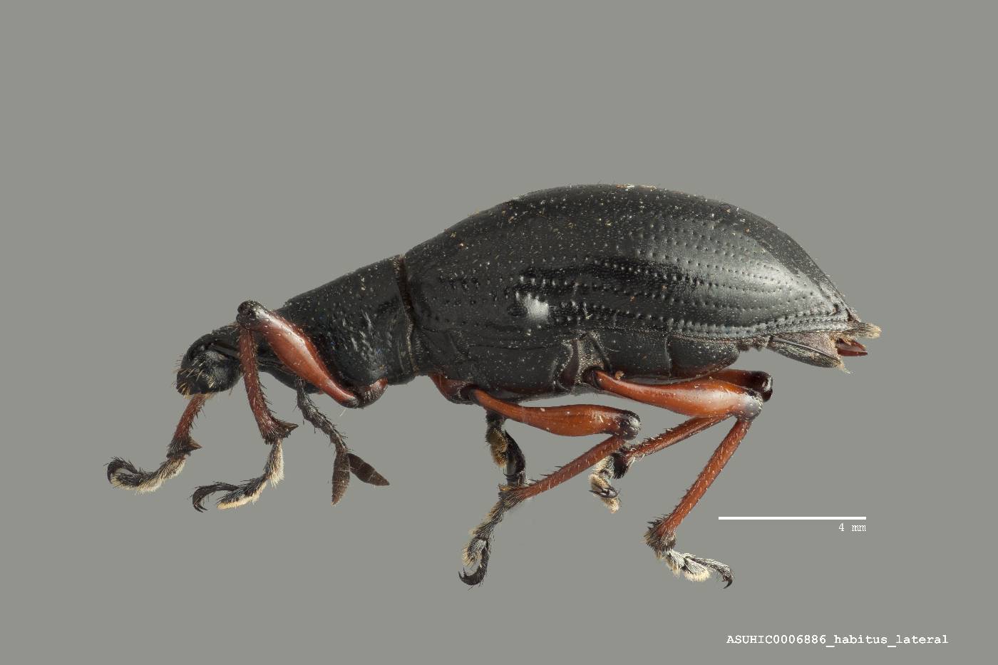 Chauliopleurus adipatus image