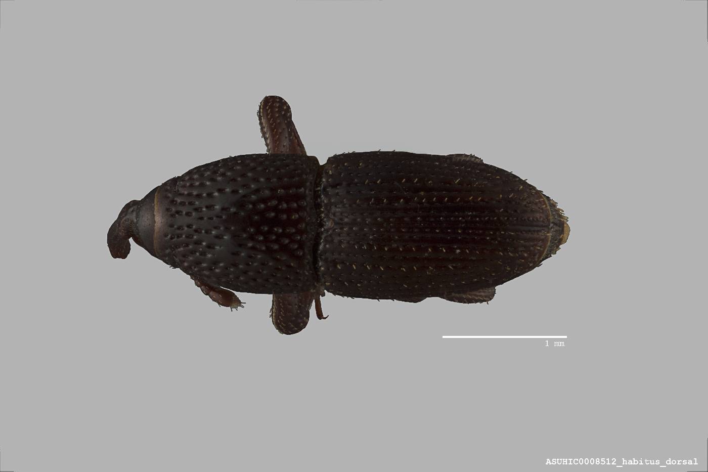 Sitophilus granarius image