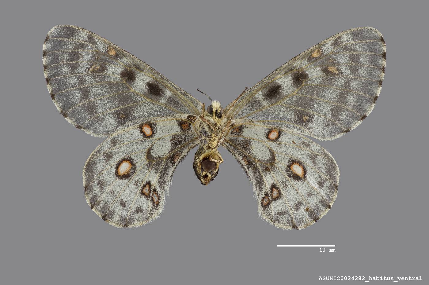 Parnassius image