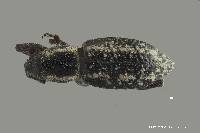 Image of Naupactopsis auropicta