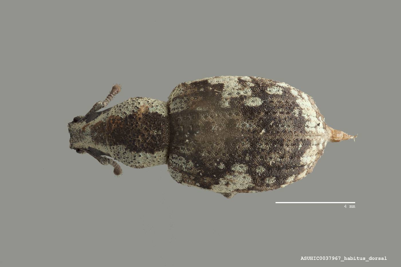 Omileus epicaeroides image