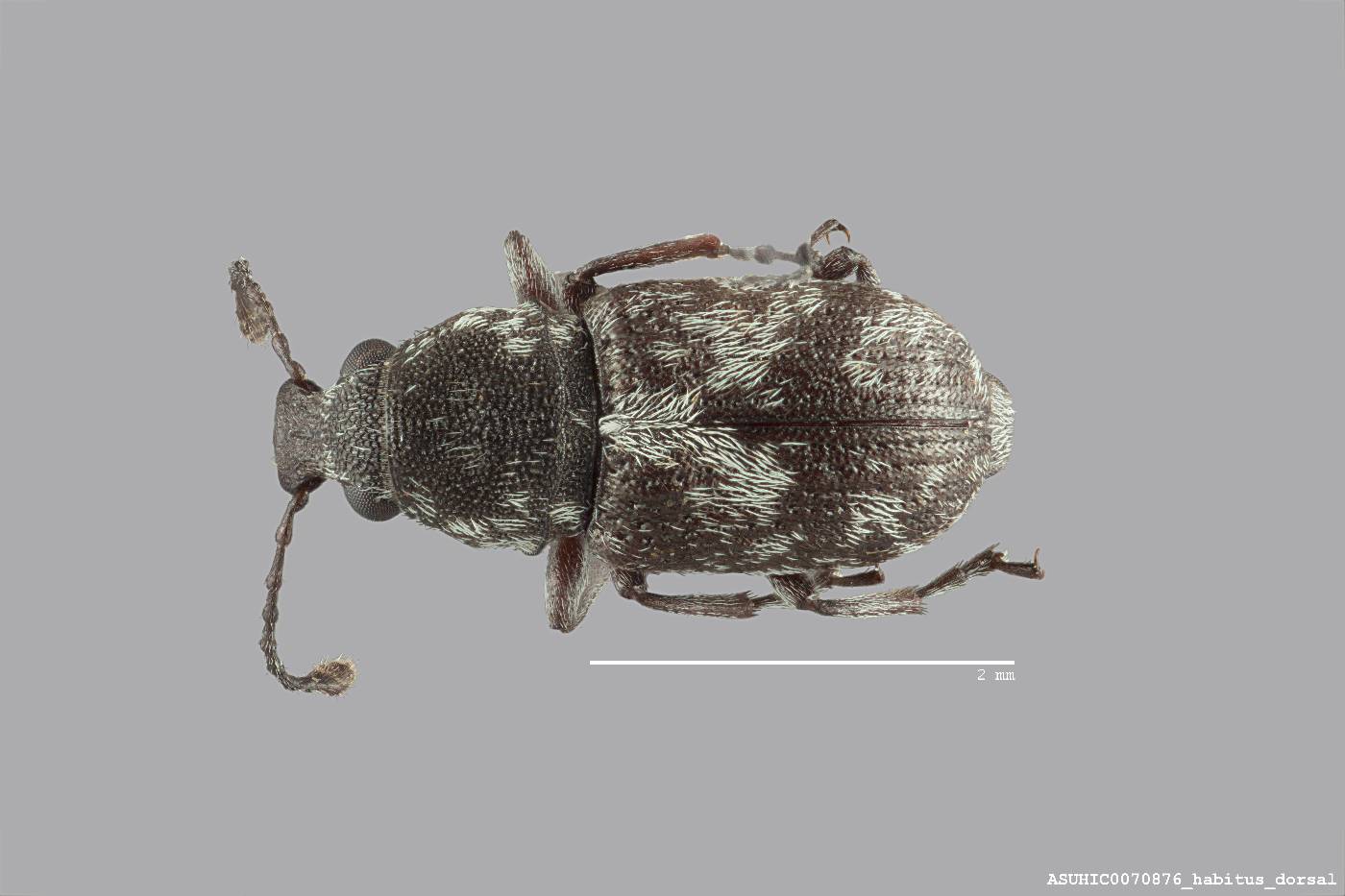 Allandrus bifasciatus image