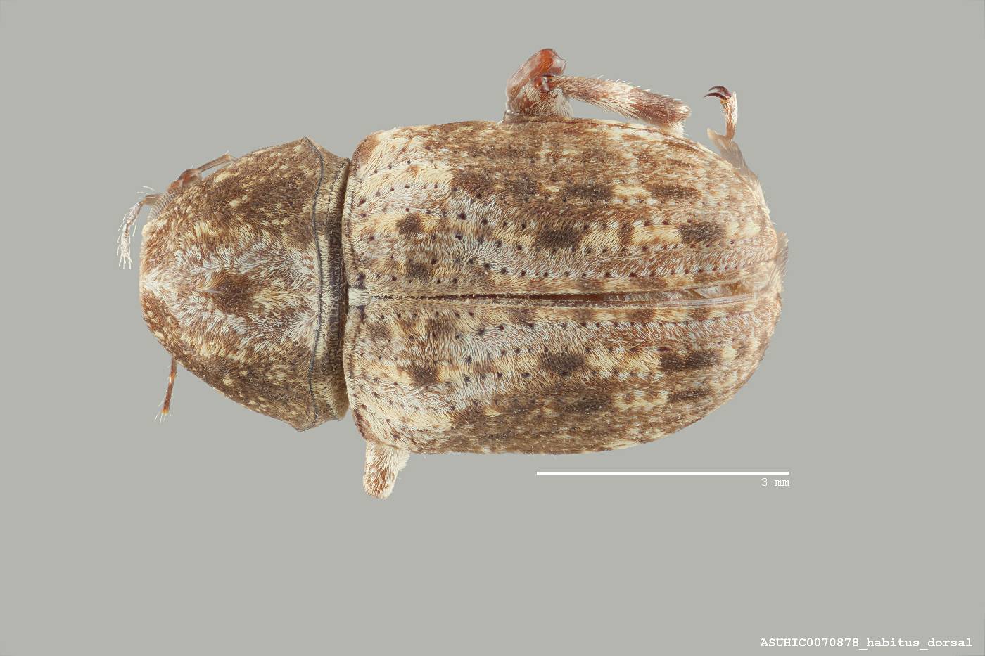 Stenocerus angulicollis image
