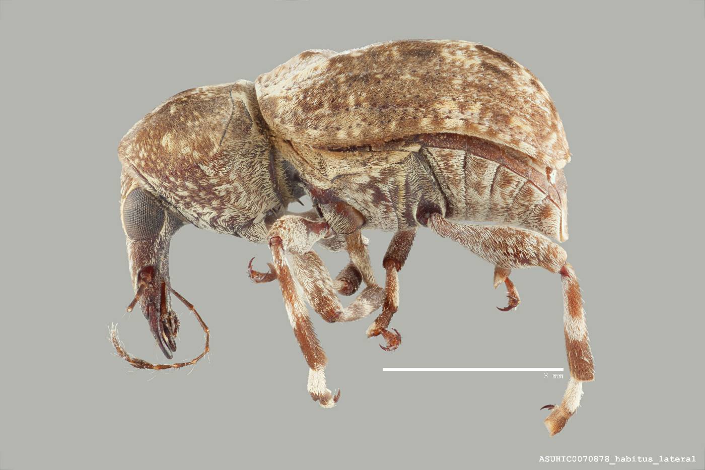 Stenocerus angulicollis image