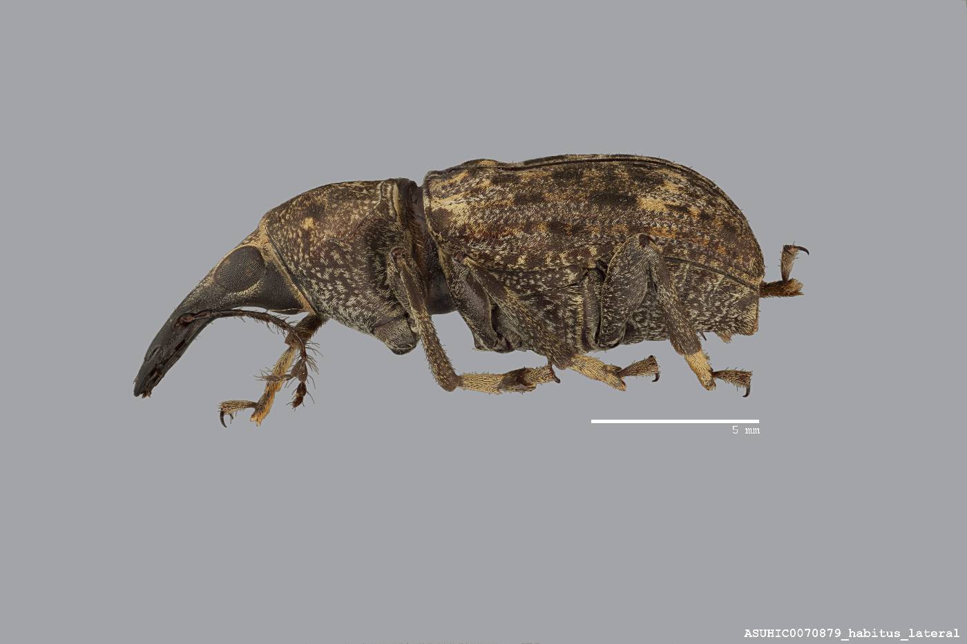 Stenocerus longulus image