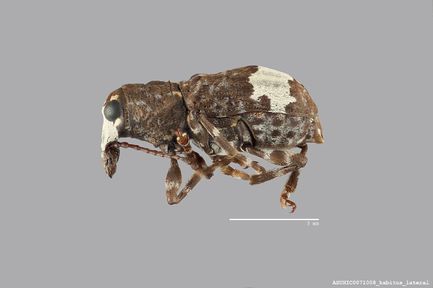 Eurymycter image