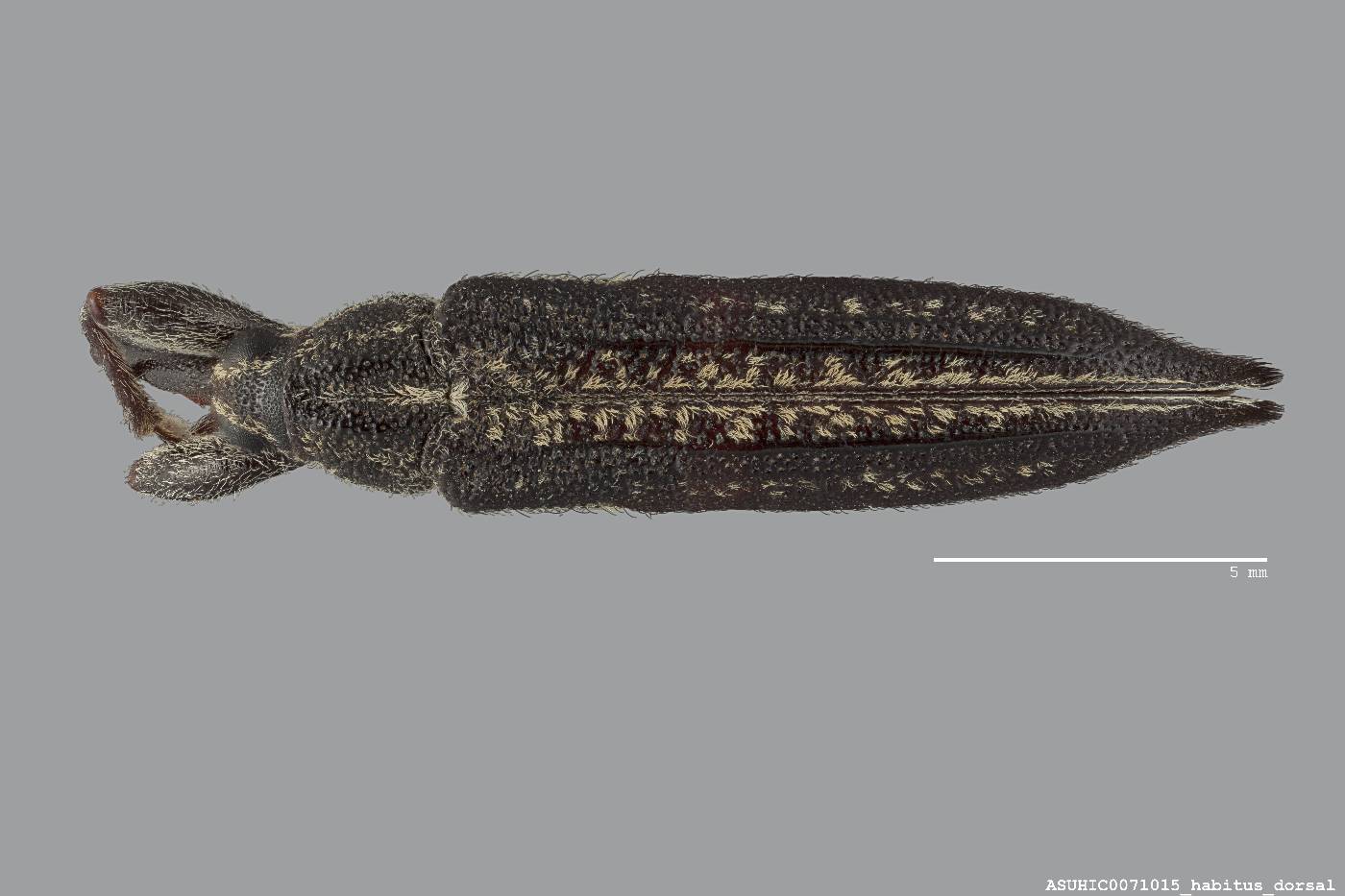 Rhinotia lineata image