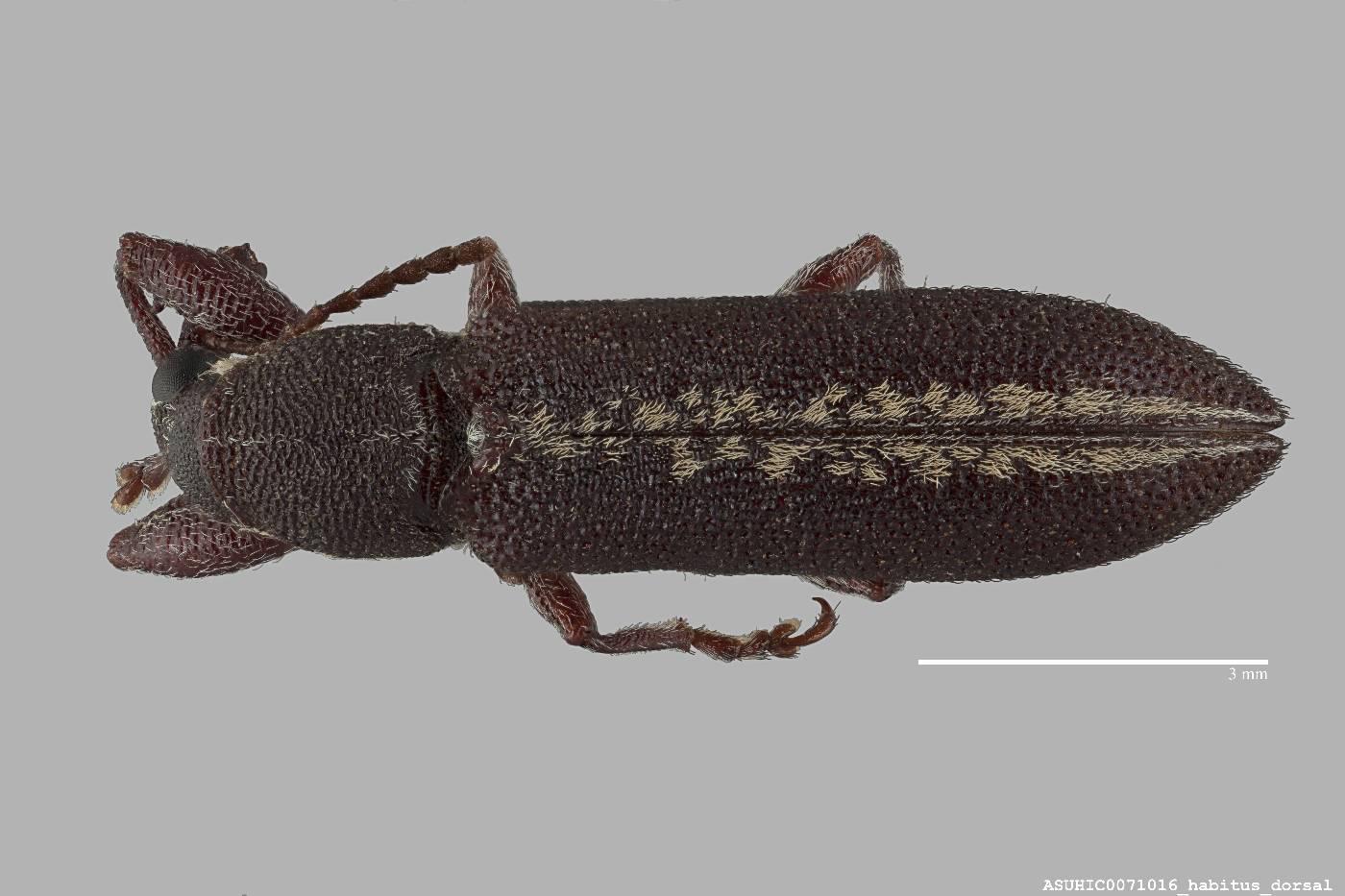 Rhinotia binotatus image