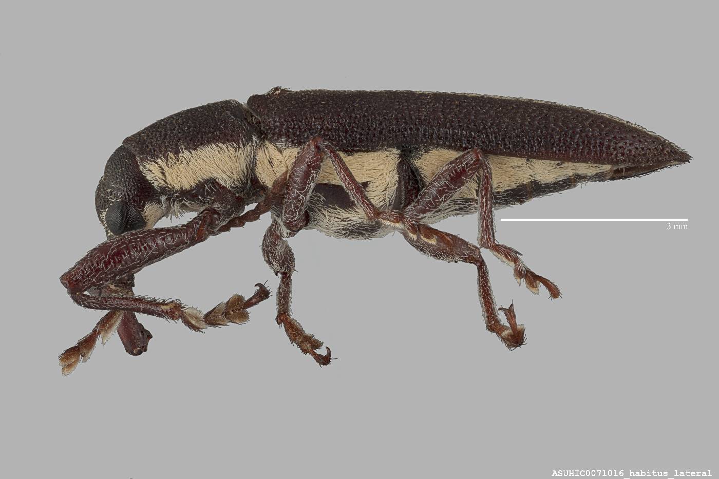 Rhinotia binotatus image