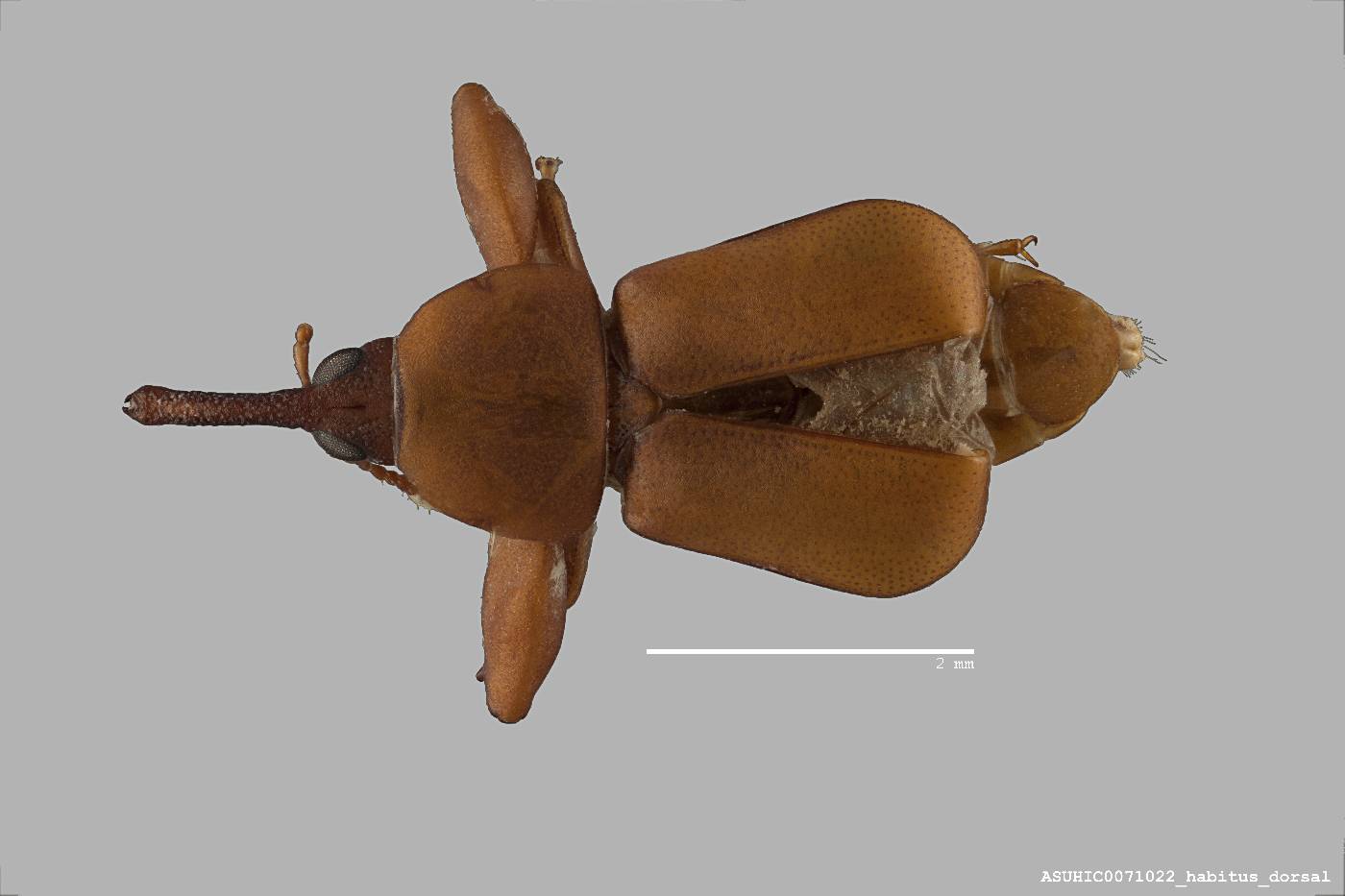Belidae image