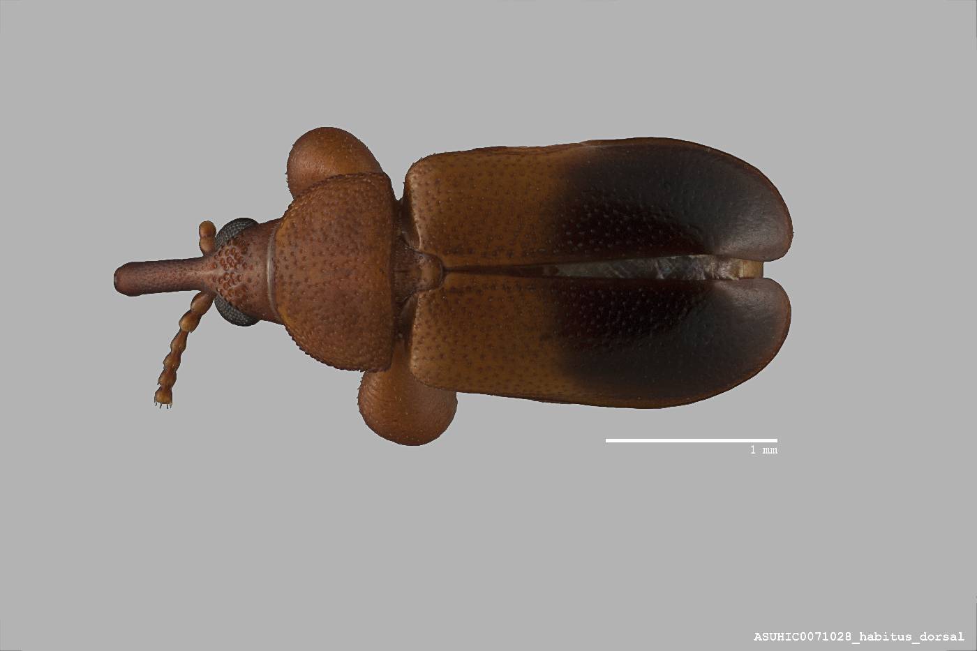 Rhopalotria dimidiata image