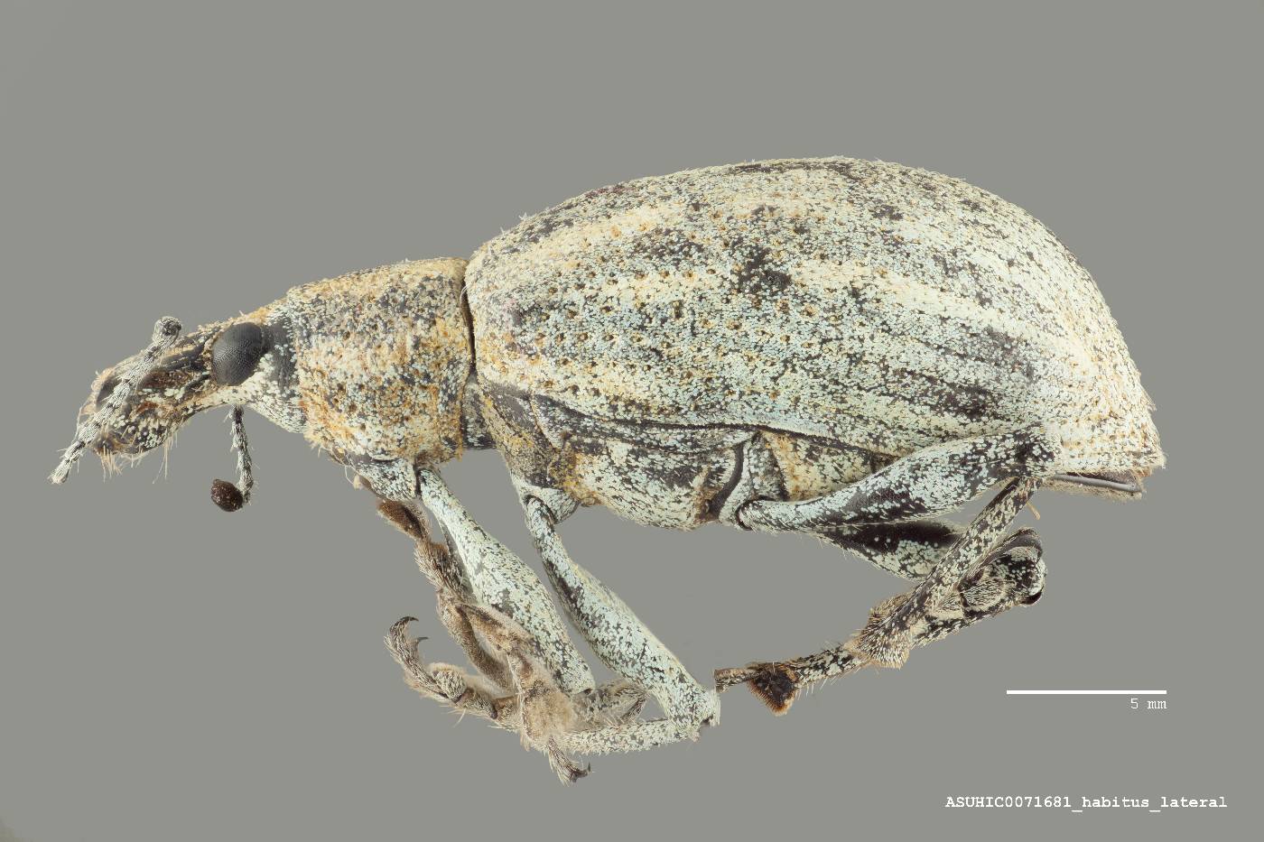 Exophthalmus pulverulentus image