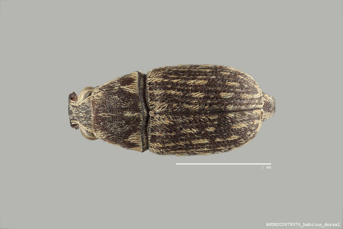 Plintheria salomonis image