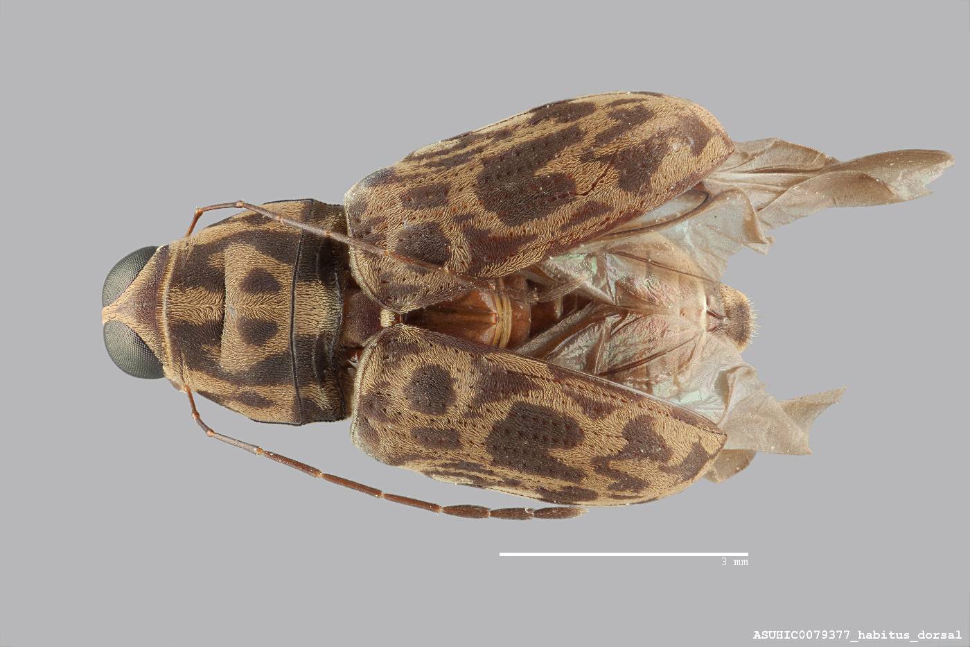Litocerus philippinensis image