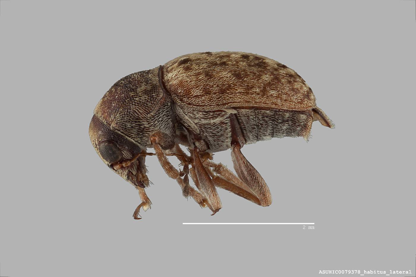 Araecerus fasciculatus image