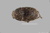 Image of Araecerus vieillardi