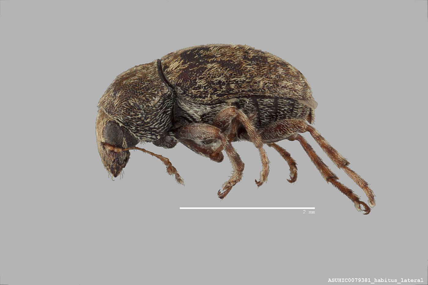 Araecerus vieillardi image