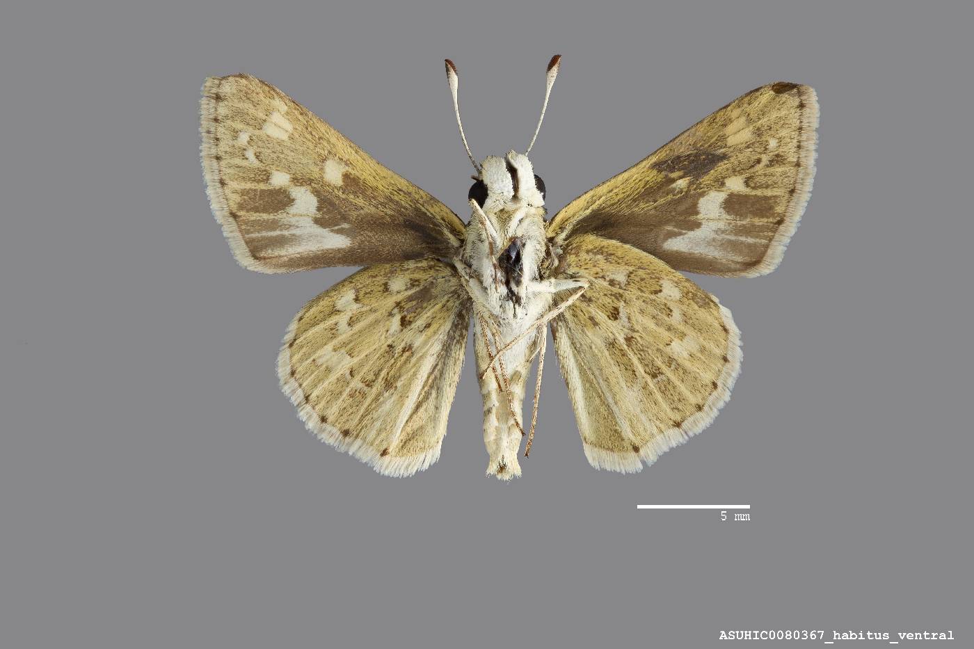 Yvretta carus image