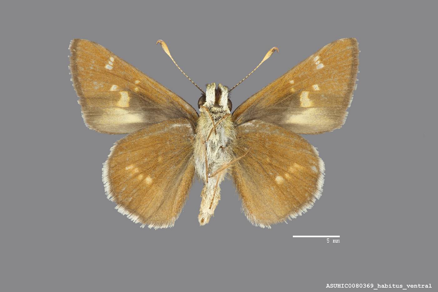 Ochlodes snowi image