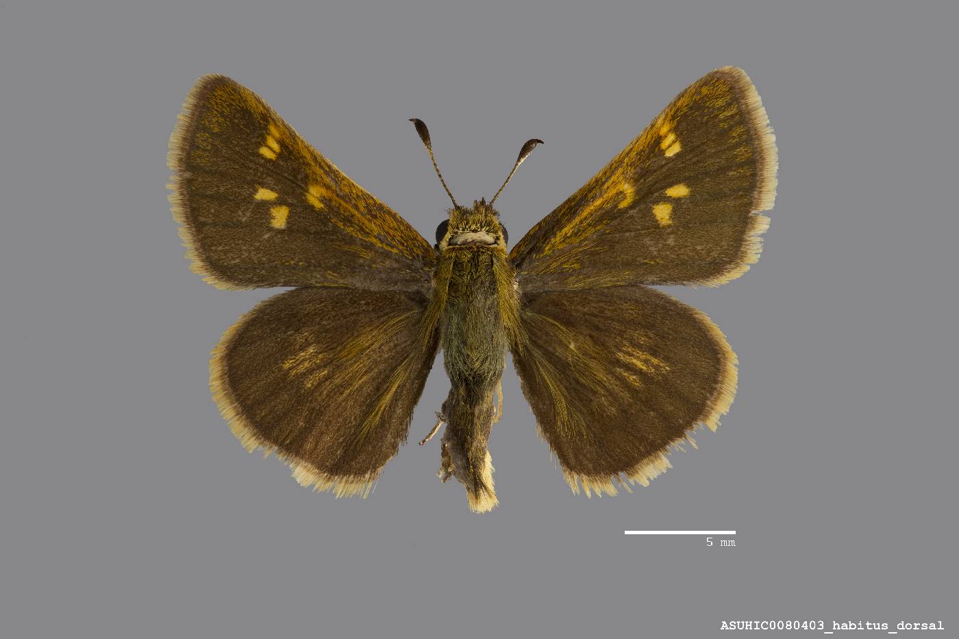 Polites coras image