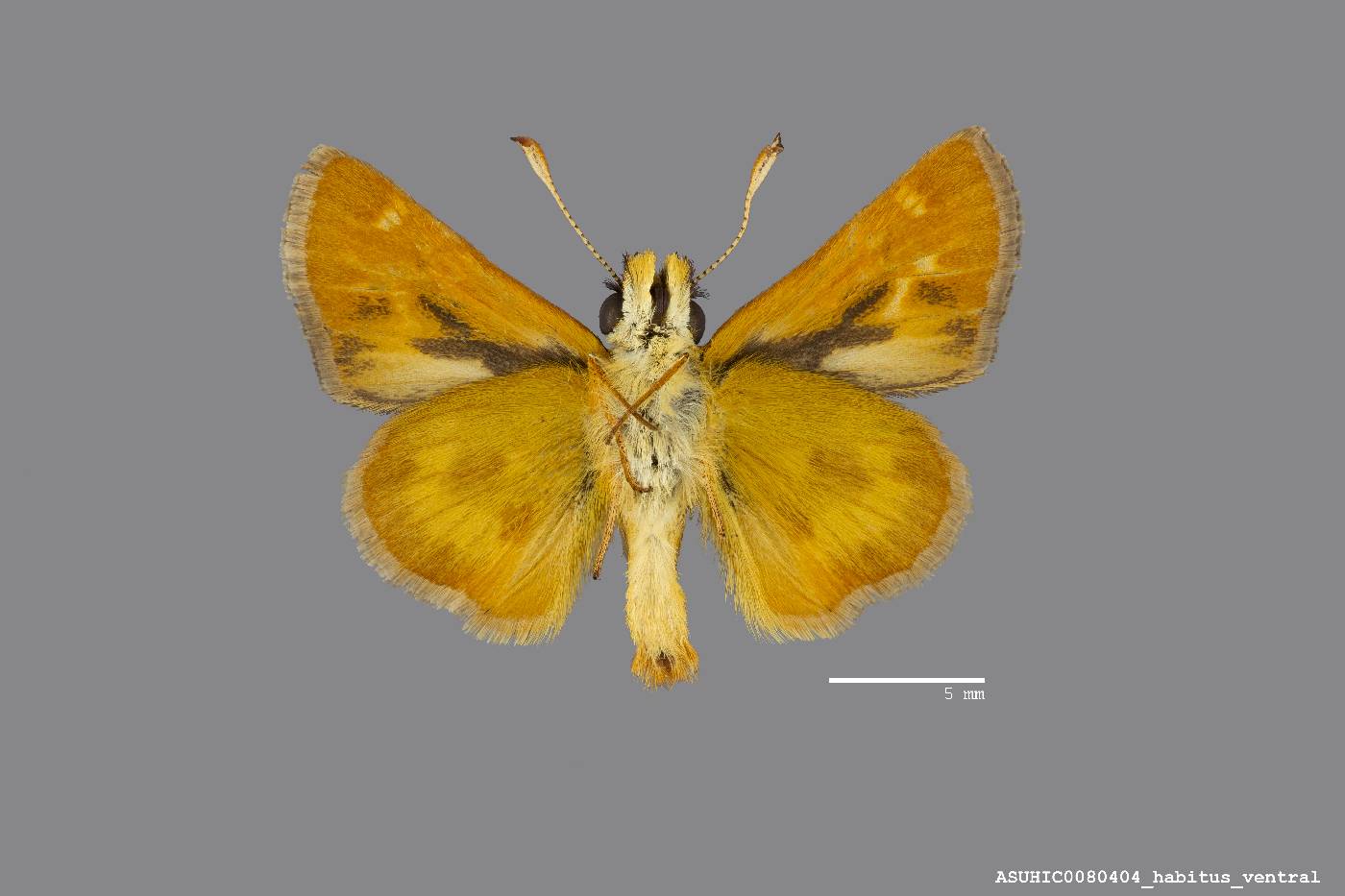 Ochlodes agricola nemorum image