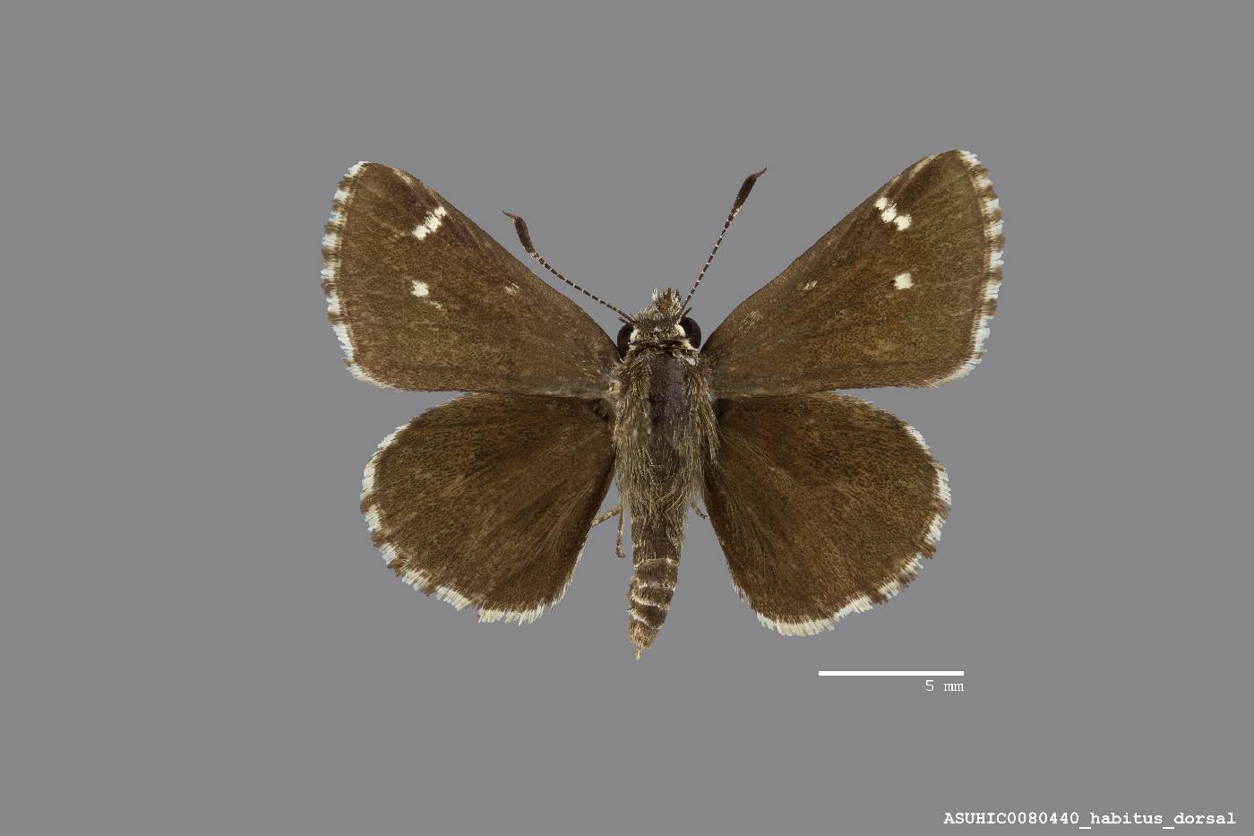 Mastor nysa image