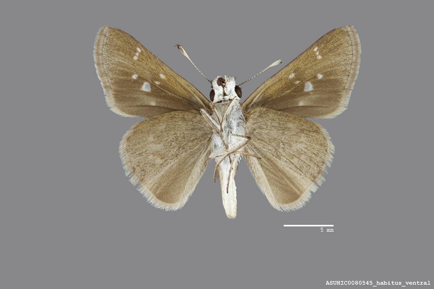 Lerodea eufala image