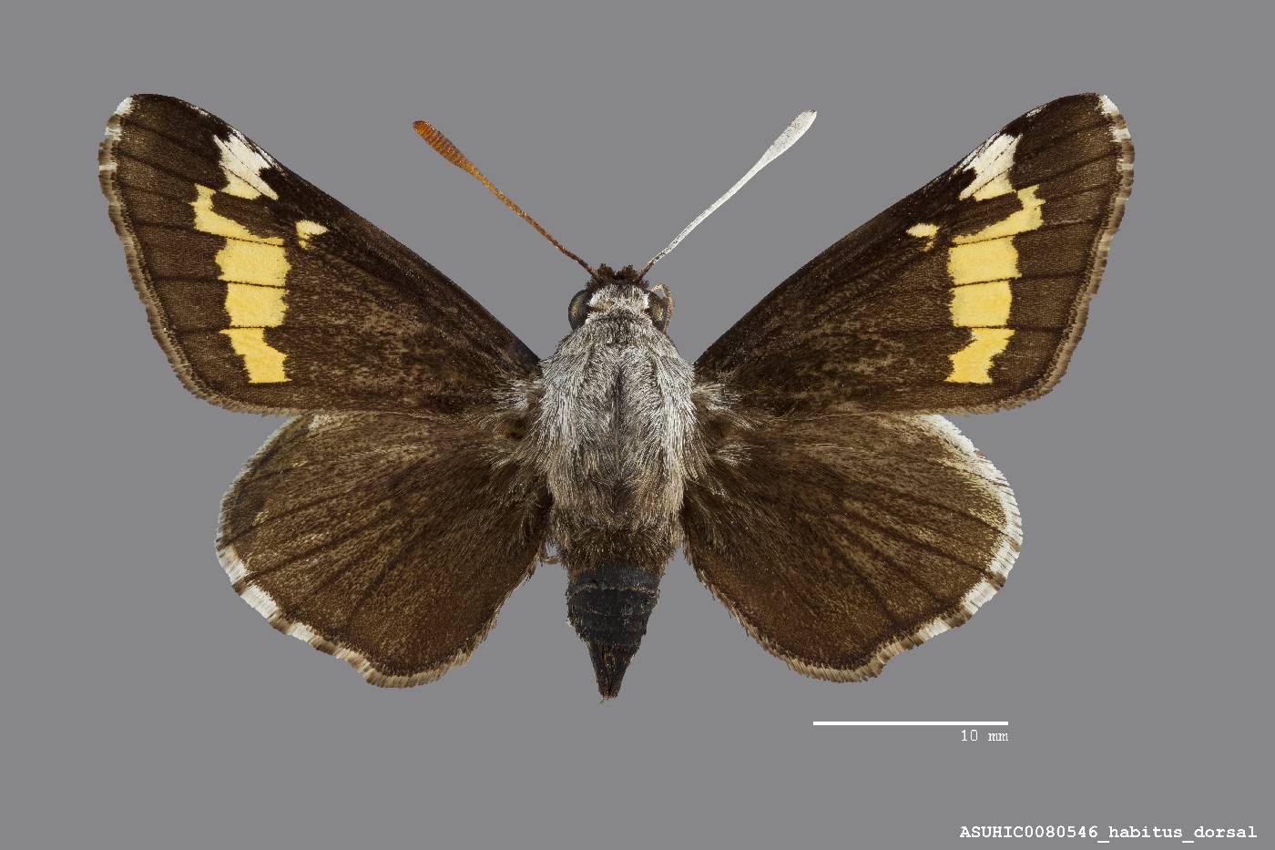 Megathymus ursus deserti image