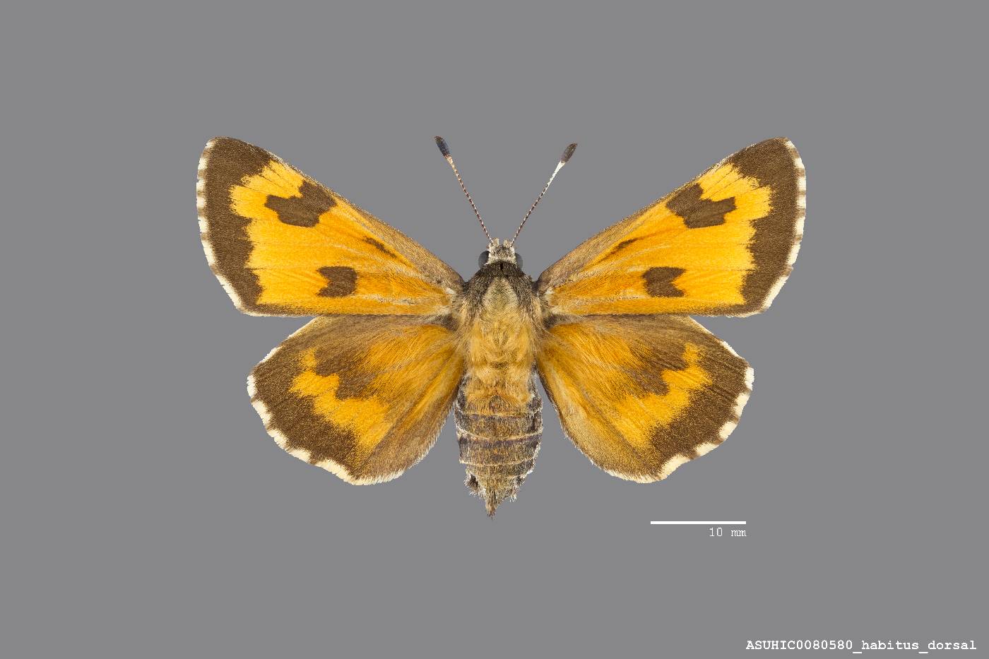 Agathymus neumoegeni image