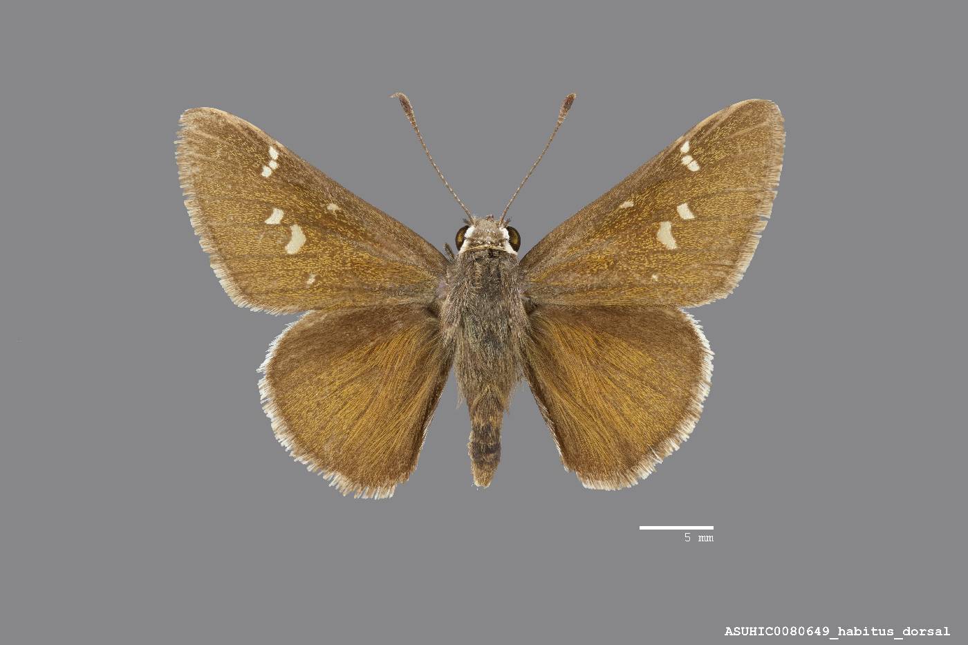 Atrytonopsis deva image