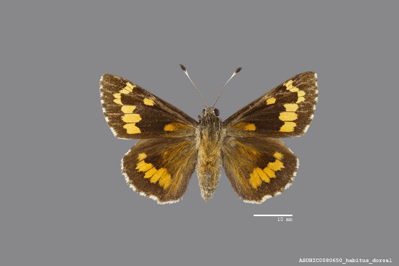Agathymus aryxna image
