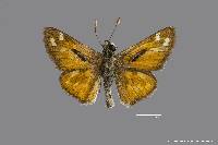 Hesperia comma image