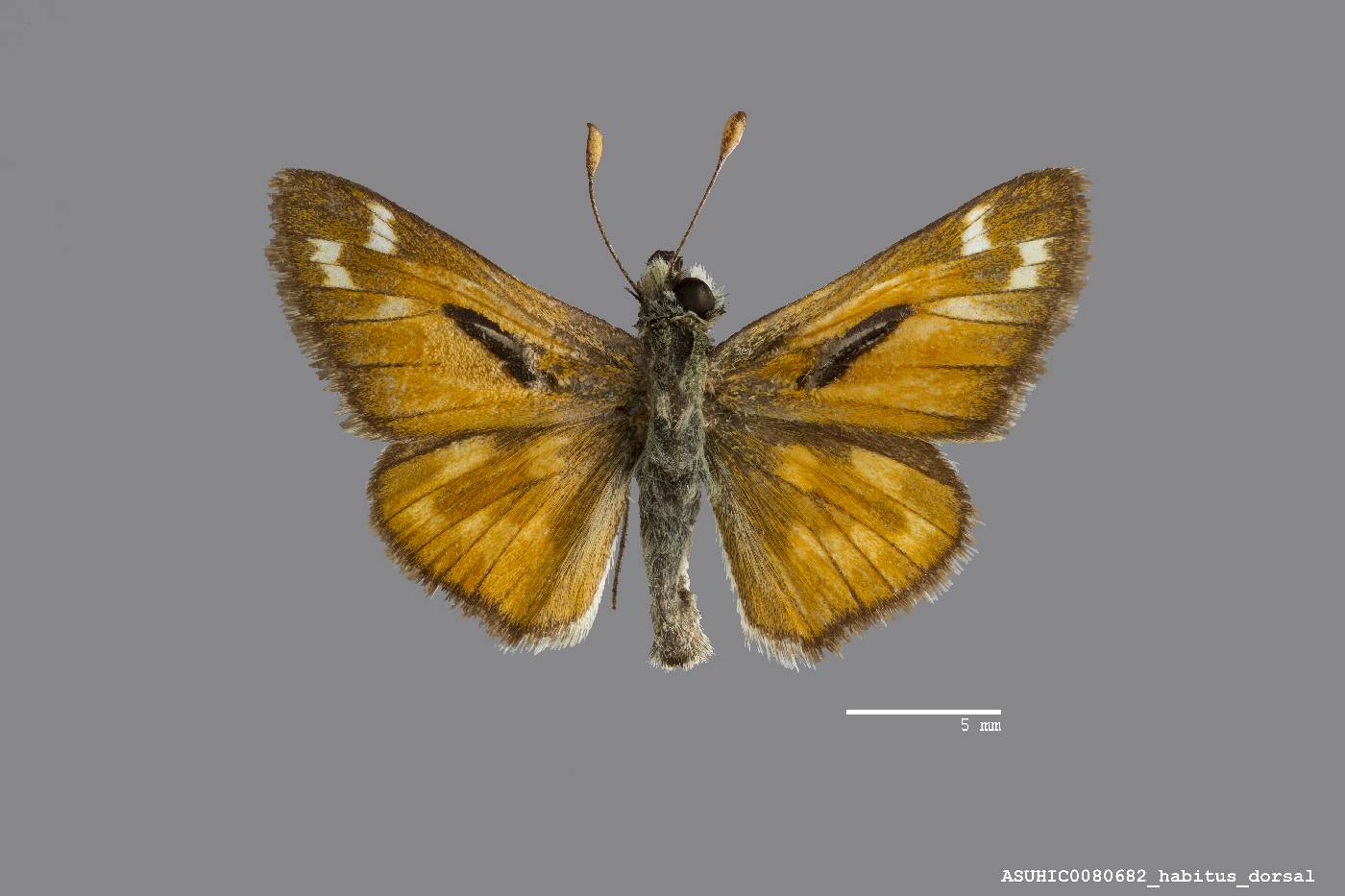 Hesperia comma image