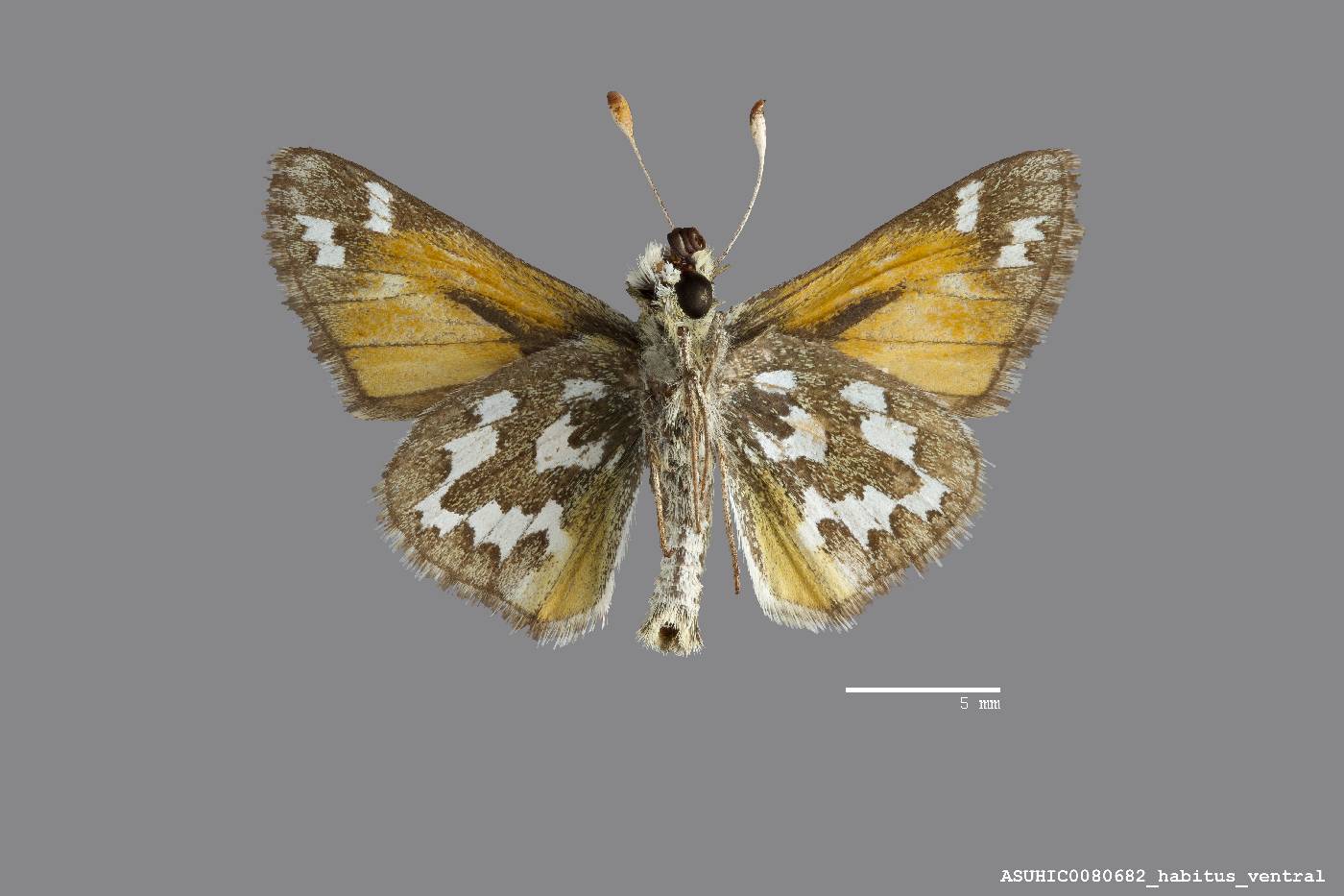 Hesperia comma image