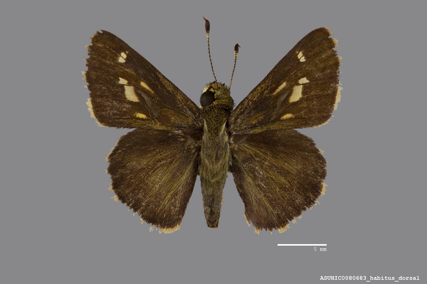 Pompeius verna image