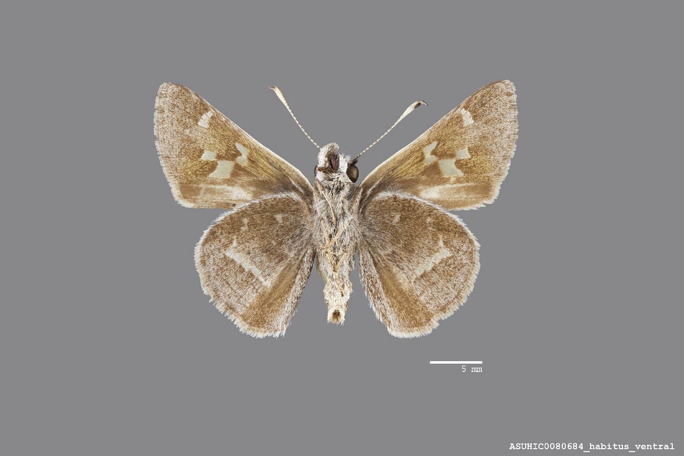 Atrytonopsis pittacus image
