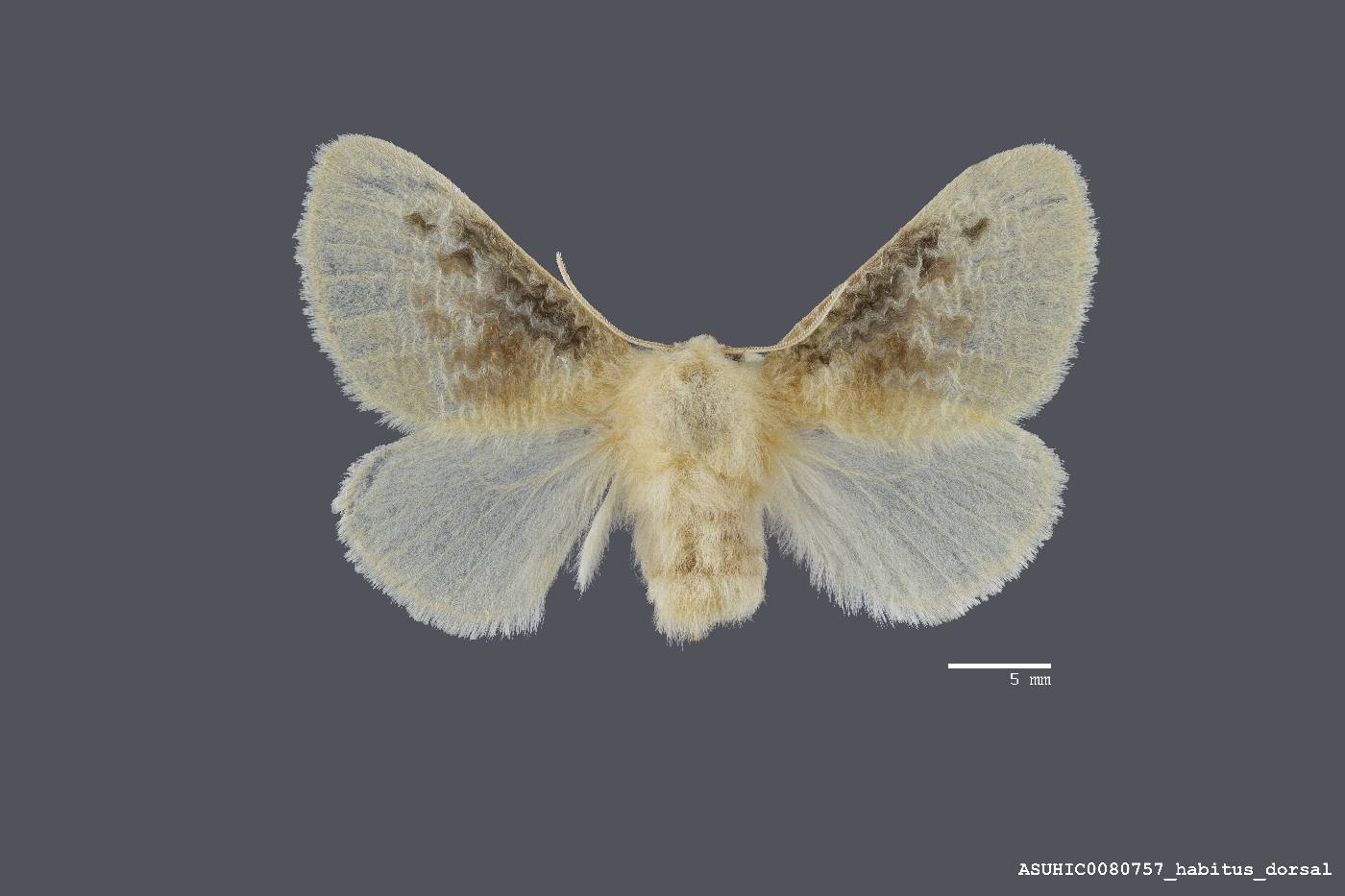 Megalopyge crispata image