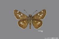 Atrytonopsis ovinia image
