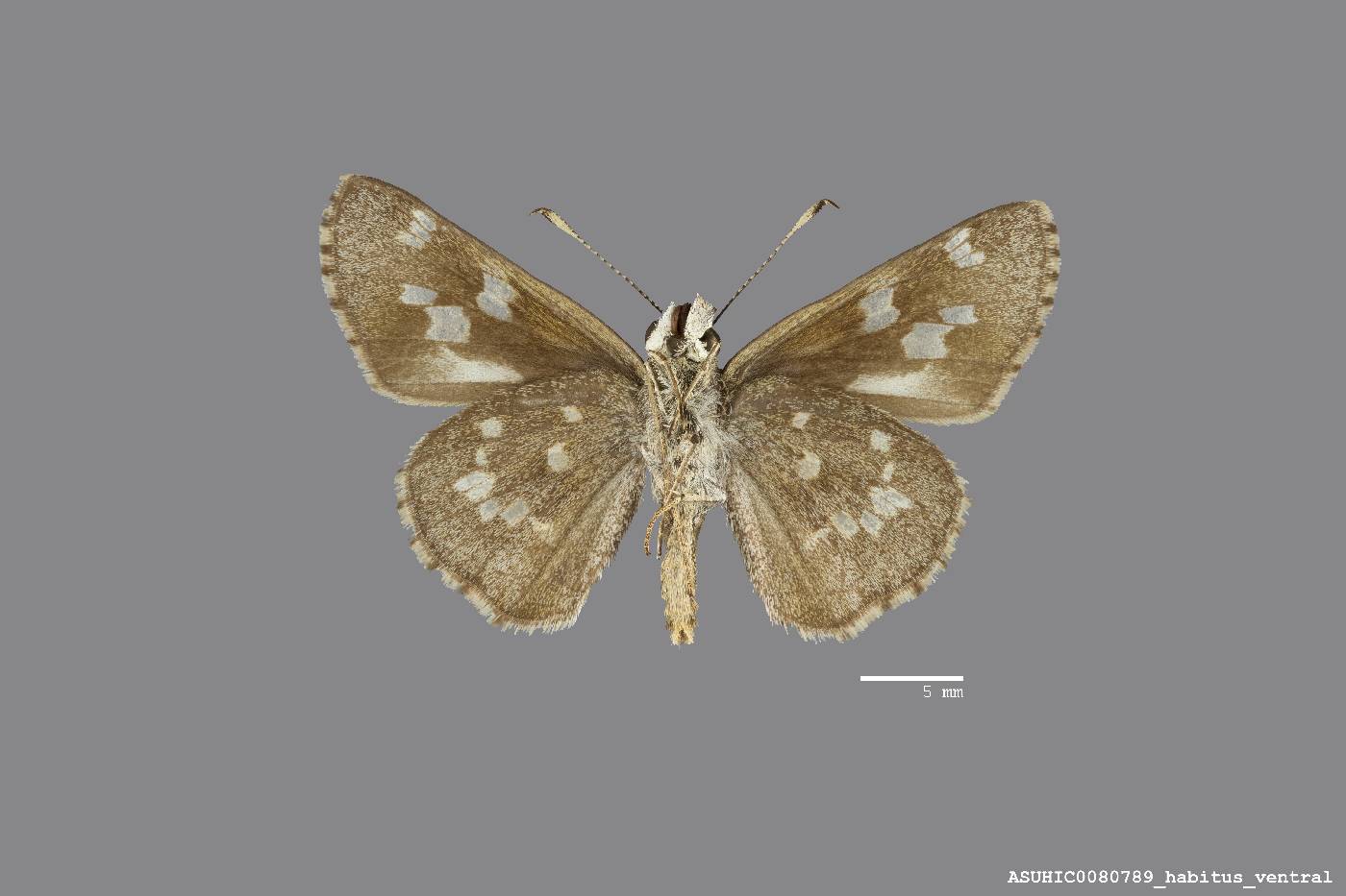 Hesperiinae image