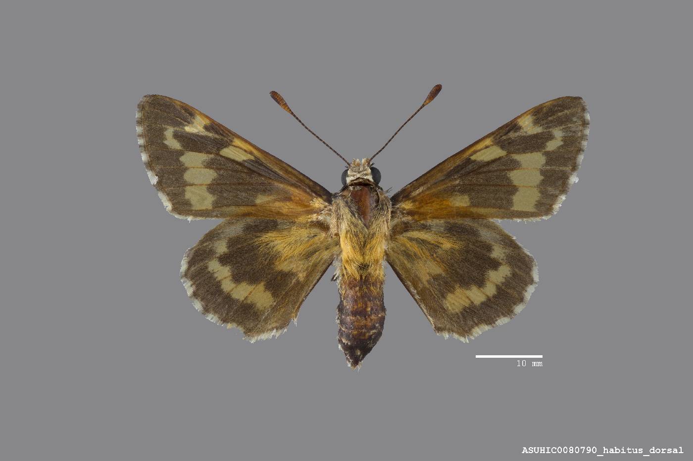 Agathymus polingi image