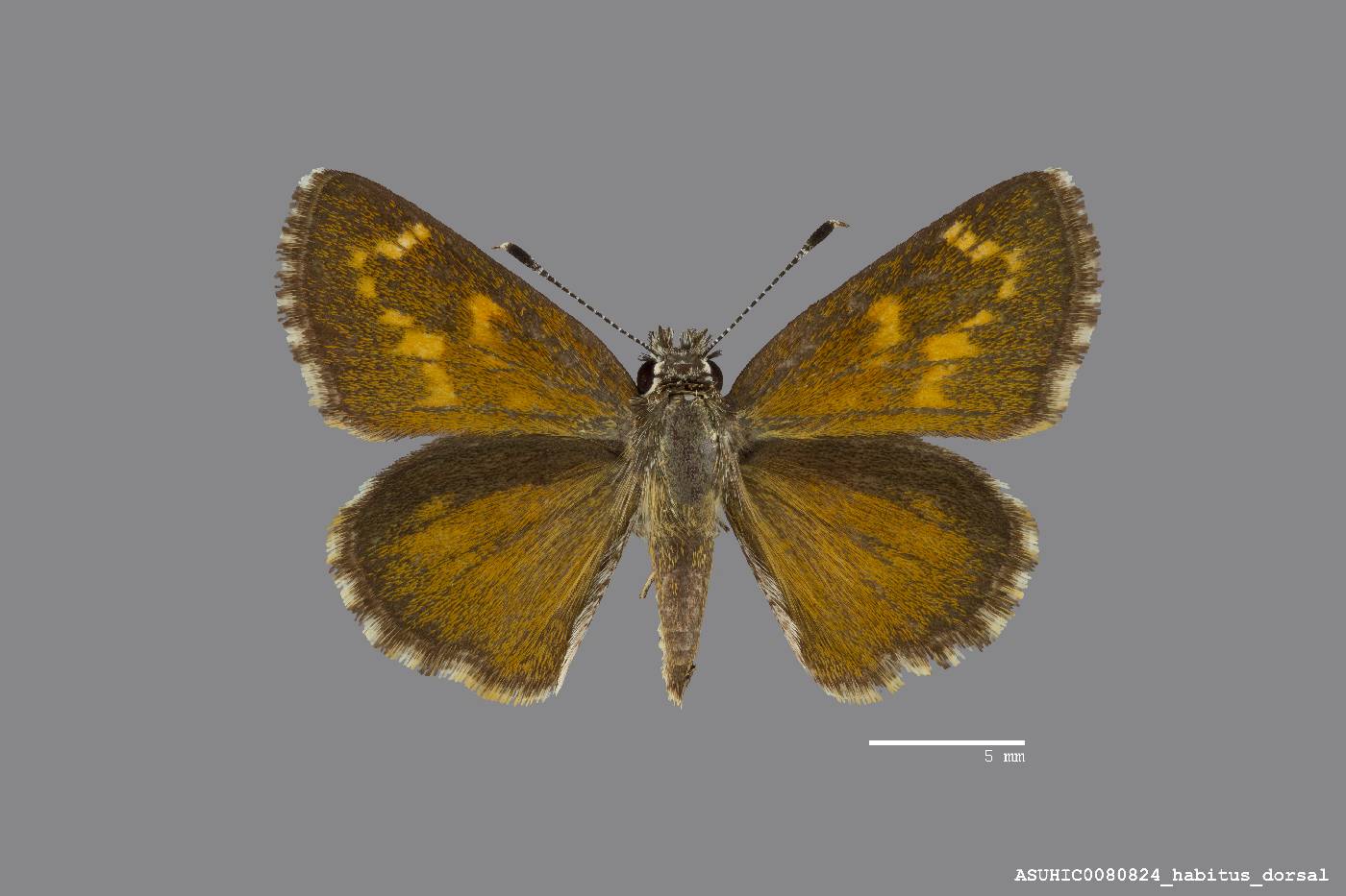 Mastor cassus image