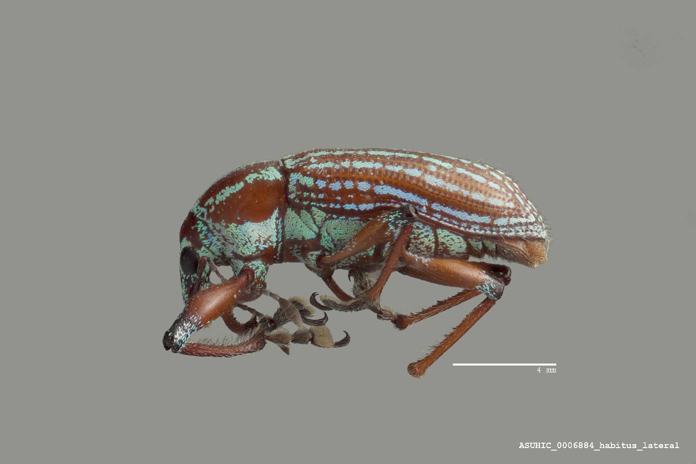 Lachnopus vittatus image