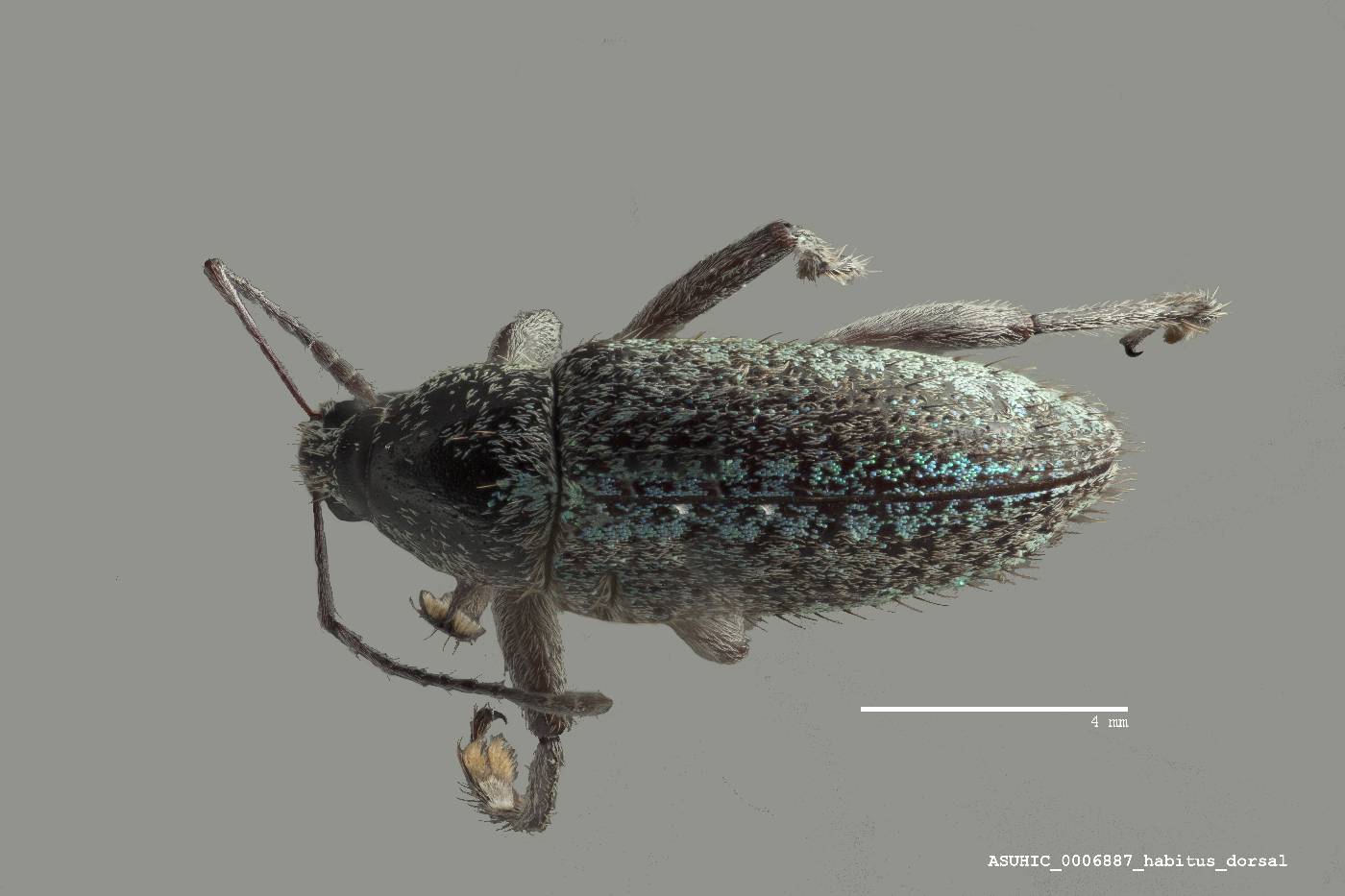 Lachnopus spretus image
